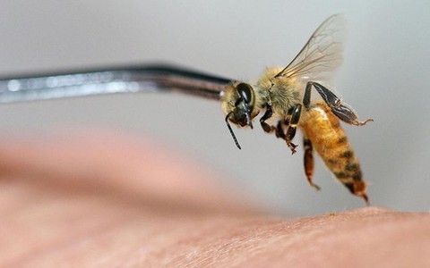 Vì sao ong vò vẽ đốt có thể dẫn đến nguy kịch, tử vong.